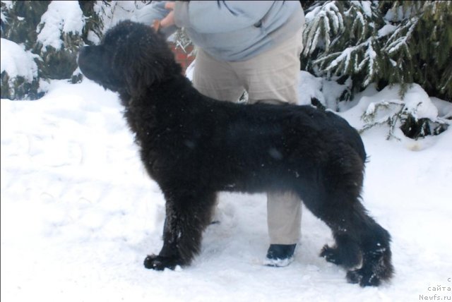 Фото: ньюфаундленд Sent Djons Forrest Gump (Сент Джонс Форрест Гамп)