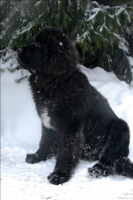 Фото: ньюфаундленд Sent Djons Forrest Gump (Сент Джонс Форрест Гамп)