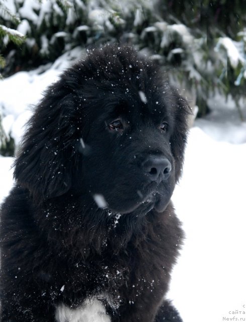 Фото: ньюфаундленд Sent Djons Forrest Gump (Сент Джонс Форрест Гамп)