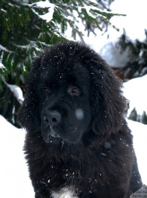 Фото: ньюфаундленд Sent Djons Forrest Gump (Сент Джонс Форрест Гамп)