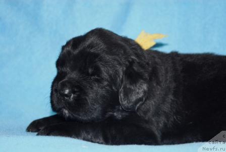 Фото: ньюфаундленд Sent Djons Mon Plezir (Сент Джонс Мон Плезир)