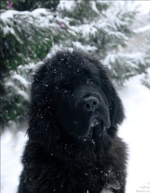 Фото: ньюфаундленд Sent Djons Forrest Gump (Сент Джонс Форрест Гамп)