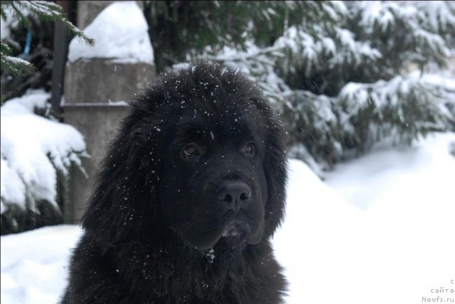 Фото: ньюфаундленд Sent Djons Forrest Gump (Сент Джонс Форрест Гамп)