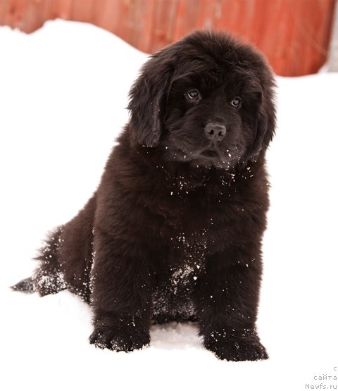 Фото: ньюфаундленд Osoba Statnaya iz Medvej'ego YAra (Особа Статная из Медвежьего Яра), ньюфаундленд Osoba Statnaya iz Medvej'ego YAra (Особа Статная из Медвежьего Яра)