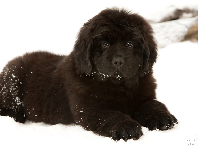 Фото: ньюфаундленд Osoba Statnaya iz Medvej'ego YAra (Особа Статная из Медвежьего Яра)
