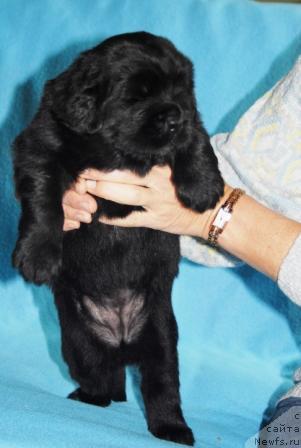 Фото: ньюфаундленд Sent Djons Mulen Ruj (Сент Джонс Мулен Руж)