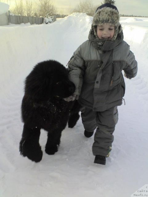 Фото: ньюфаундленд Ih Vyisochestvo Vladlena Madjiks (Их Высочество Владлена Маджикс)