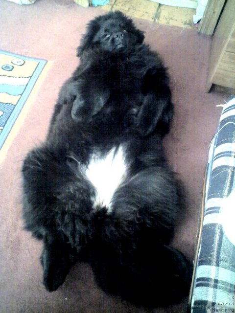 Фото: ньюфаундленд Ih Vyisochestvo Vladlena Madjiks (Их Высочество Владлена Маджикс)