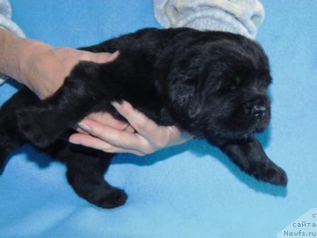 Фото: ньюфаундленд Sent Djons Mulen Ruj (Сент Джонс Мулен Руж)