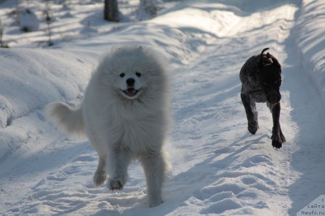 Фото: ньюфаундленд N'yufort Lapochka Dochka (Ньюфорт Лапочка Дочка)