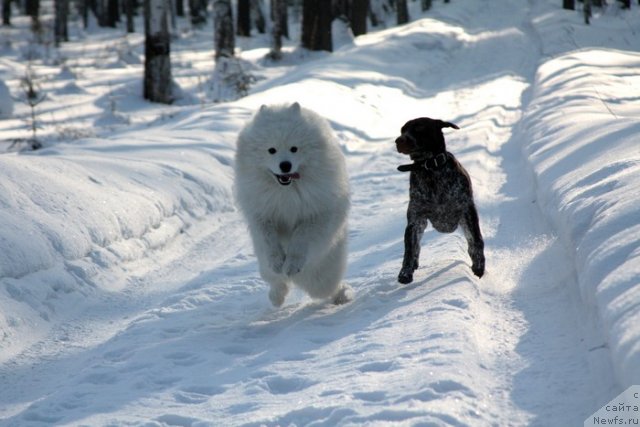 Фото: ньюфаундленд N'yufort Lapochka Dochka (Ньюфорт Лапочка Дочка)