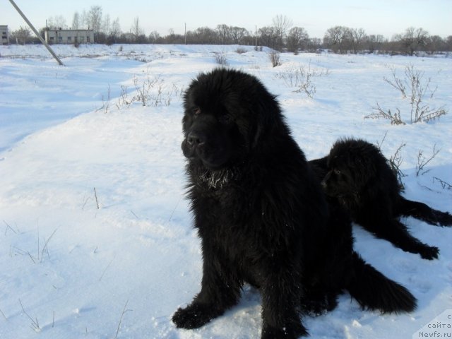 Фото: ньюфаундленд Sent Djons Ubertino (Сент Джонс Убертино)