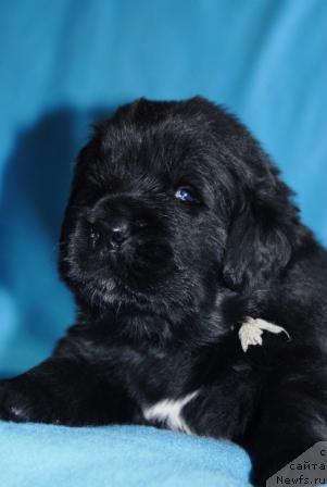 Фото: ньюфаундленд Sent Djons Mefisto (Сент Джонс Мефисто)