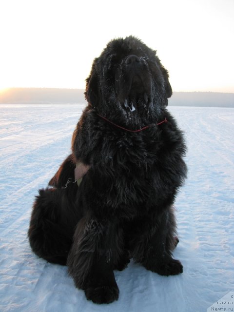 Фото: ньюфаундленд Ivan Tsarevich iz Tihogo Omuta (Иван Царевич из Тихого Омута)