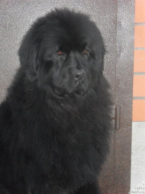 Фото: Elena Bobneva (Елена Бобнева), ньюфаундленд Kiss Happy iz Medvejyego Yara (Кисс Хэппи из Медвежьего Яра)
