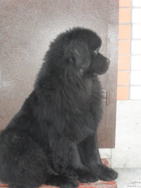 Фото: Elena Bobneva (Елена Бобнева), ньюфаундленд Kiss Happy iz Medvejyego Yara (Кисс Хэппи из Медвежьего Яра)