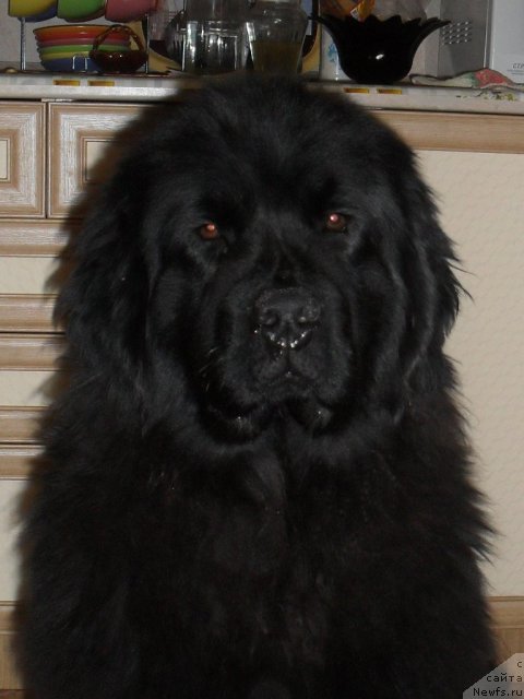 Фото: Elena Bobneva (Елена Бобнева), ньюфаундленд Kiss Happy iz Medvejyego Yara (Кисс Хэппи из Медвежьего Яра)