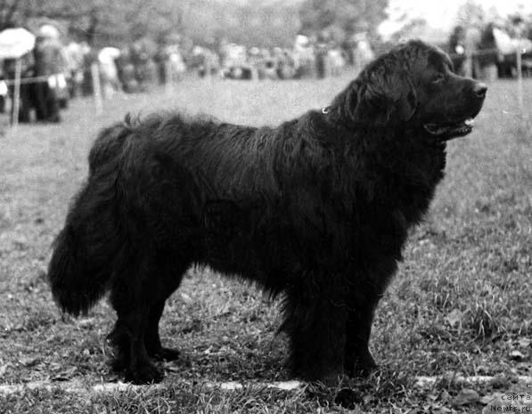 Фото: ньюфаундленд Blyek (Блэк)