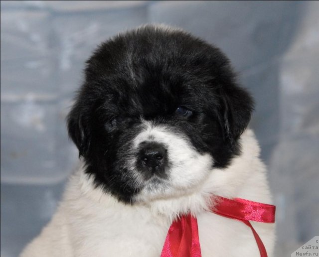 Фотография № 58418