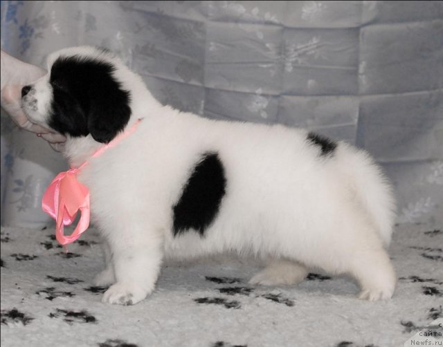 Фото: ньюфаундленд Sent Djons Carevna Lebed (Сент Джонс Царевна Лебедь)