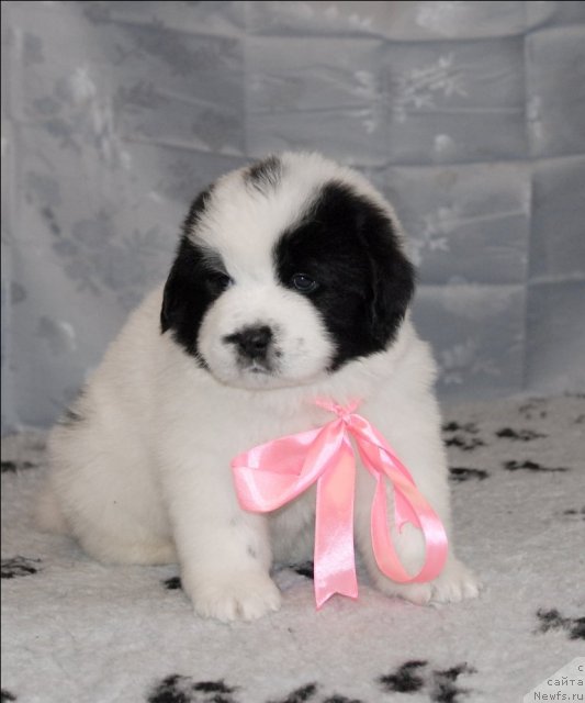 Фото: ньюфаундленд Sent Djons Carevna Lebed (Сент Джонс Царевна Лебедь)