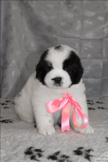 Фотография № 58422