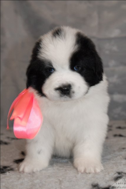 Фото: ньюфаундленд Sent Djons Carevna Lebed (Сент Джонс Царевна Лебедь)