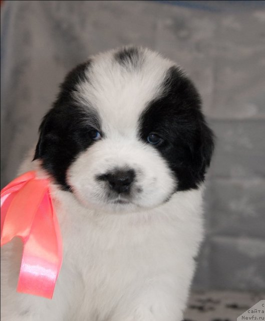 Фото: ньюфаундленд Sent Djons Carevna Lebed (Сент Джонс Царевна Лебедь)