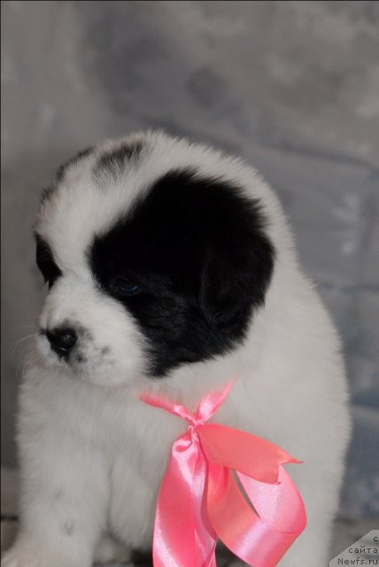 Фото: ньюфаундленд Sent Djons Carevna Lebed (Сент Джонс Царевна Лебедь)