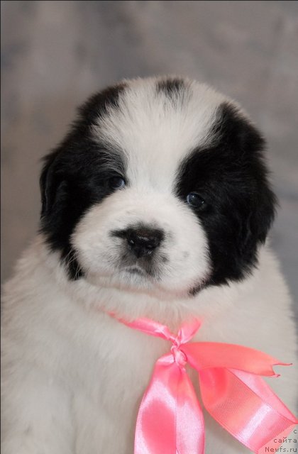 Фото: ньюфаундленд Sent Djons Carevna Lebed (Сент Джонс Царевна Лебедь)