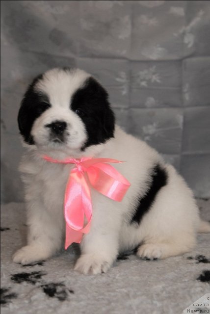 Фото: ньюфаундленд Sent Djons Carevna Lebed (Сент Джонс Царевна Лебедь)