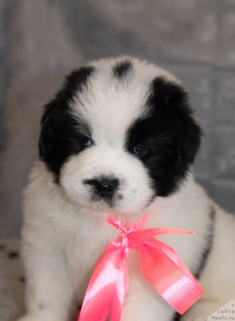 Фото: ньюфаундленд Sent Djons Carevna Lebed (Сент Джонс Царевна Лебедь)