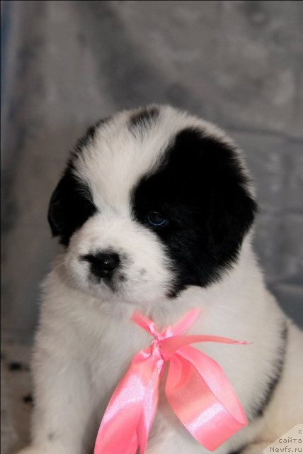 Фото: ньюфаундленд Sent Djons Carevna Lebed (Сент Джонс Царевна Лебедь)