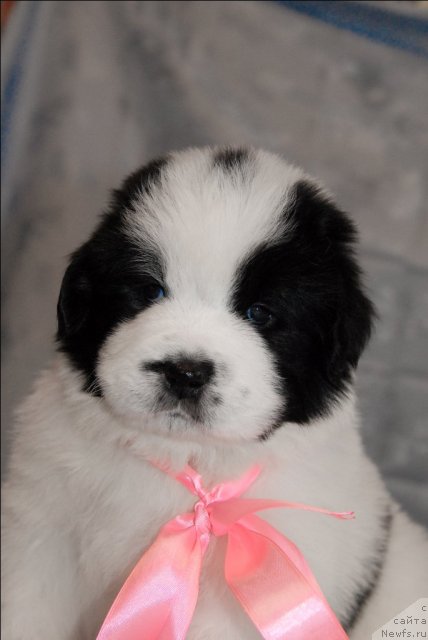 Фото: ньюфаундленд Sent Djons Carevna Lebed (Сент Джонс Царевна Лебедь)