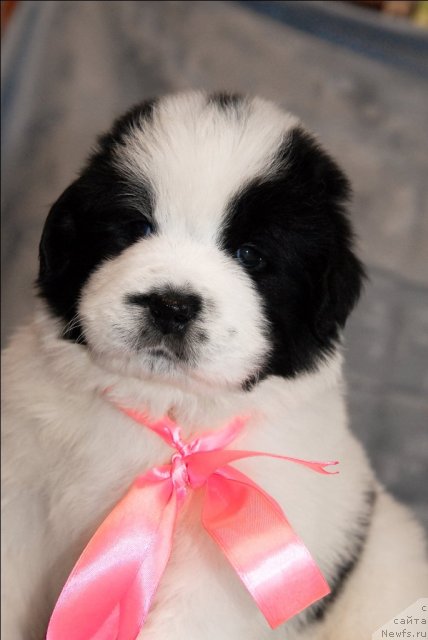 Фото: ньюфаундленд Sent Djons Carevna Lebed (Сент Джонс Царевна Лебедь)