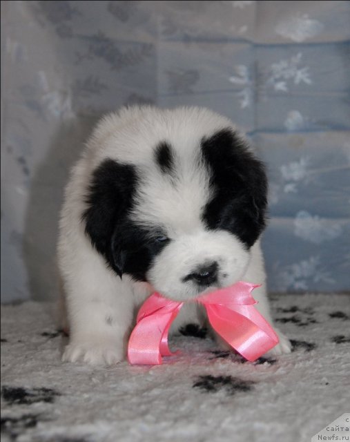 Фото: ньюфаундленд Sent Djons Carevna Lebed (Сент Джонс Царевна Лебедь)