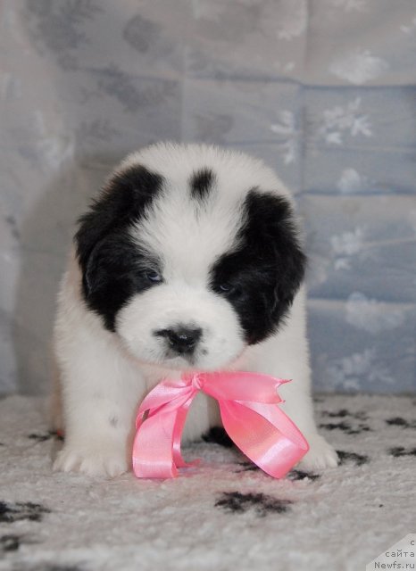 Фото: ньюфаундленд Sent Djons Carevna Lebed (Сент Джонс Царевна Лебедь)