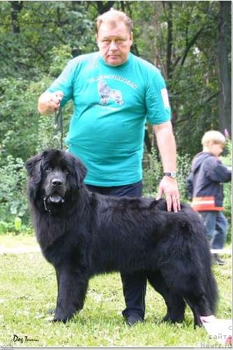 Фото: ньюфаундленд Peter-Bear Griffit Breyd (Петер-Беар Гриффит Брейд)