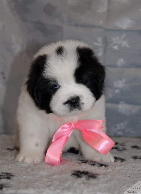 Фото: ньюфаундленд Sent Djons Carevna Lebed (Сент Джонс Царевна Лебедь)