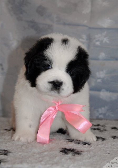 Фото: ньюфаундленд Sent Djons Carevna Lebed (Сент Джонс Царевна Лебедь)