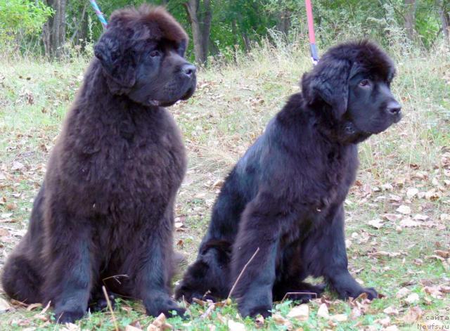 Фото: ньюфаундленд Dendi Denger iz Medvejyego Yara (Денди Денжер из Медвежьего Яра), ньюфаундленд Demetra iz Medvej'ego YAra (Деметра из Медвежьего Яра)
