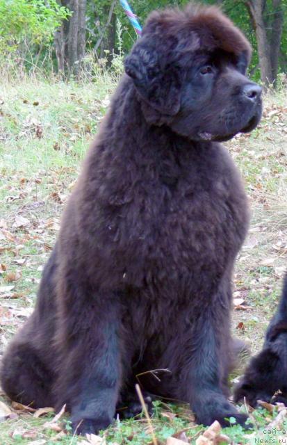 Фото: ньюфаундленд Dendi Denger iz Medvejyego Yara (Денди Денжер из Медвежьего Яра)