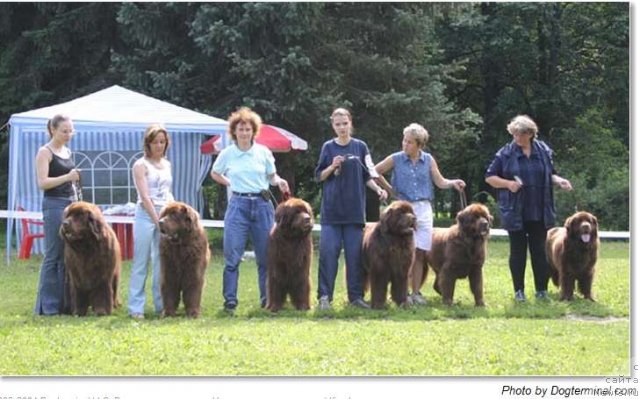Фото: ньюфаундленд Smigar Arbat (Смигар Арбат), ньюфаундленд Smigar Sven Brown (Смигар Свен Браун), ньюфаундленд Smigar Afanasiy (Смигар Афанасий), ньюфаундленд Smigar Nazareth (Смигар Назарет), ньюфаундленд Smigar Olimpiada (Смигар Олимпиада), ньюфаундленд Smigar Arbonna (Смигар Арбонна)