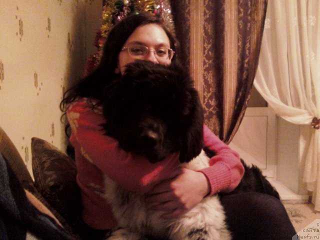 Фото: ньюфаундленд Akvian Song Zest Beautiful (Аквиан Сонг Зест Бьютифул)