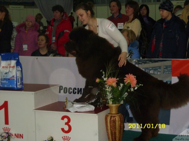 Фото: [p1318]и, ньюфаундленд Komandor iz Medvej'ego YAra (Командор из Медвежьего Яра)