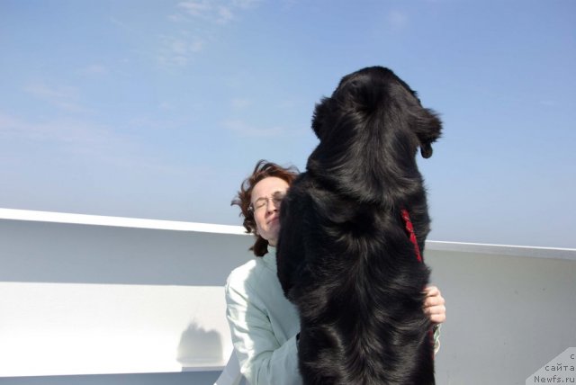 Фото: Галина Акулина, ньюфаундленд Beguschaya po Volnam Samo Sovershenstvo (Бегущая по Волнам Само Совершенство)