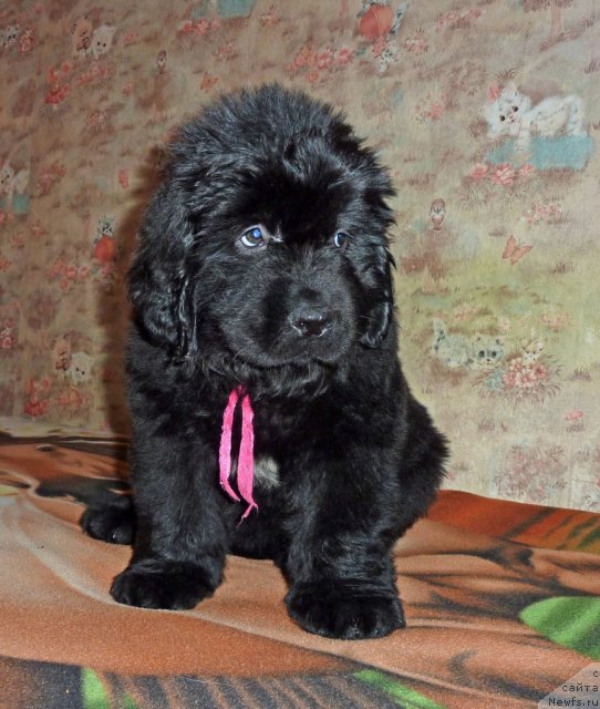 Фото: ньюфаундленд Virdjiniya B'yuti Layf (Вирджиния Бьюти Лайф)