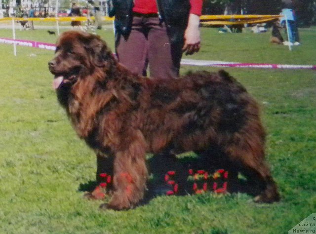 Фотография № 58499