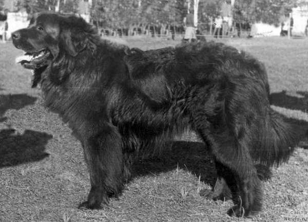 Фото: ньюфаундленд Vens Asli (Венс Асли)