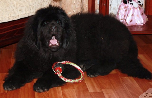 Фото: ньюфаундленд N'yufort Magiya Lyubvi (Ньюфорт Магия Любви)